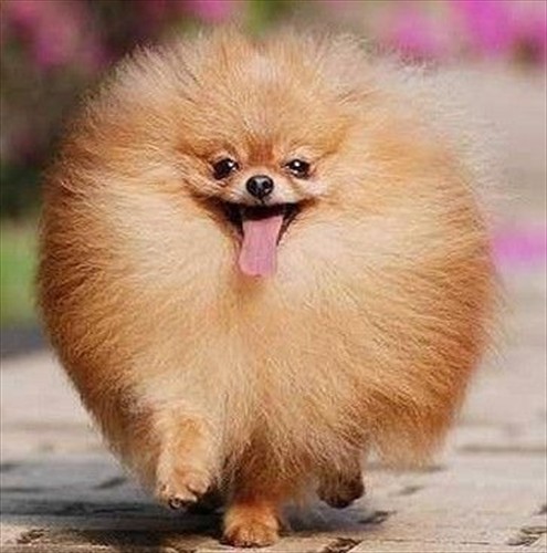 BL Shop Specializes In The Sales Of Pomeranian Puppies